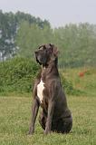 DOGUE ALLEMAND 576